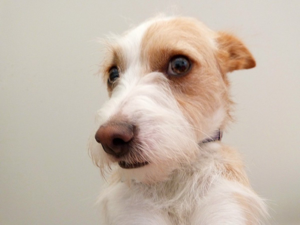 A rescued dog waiting for a home