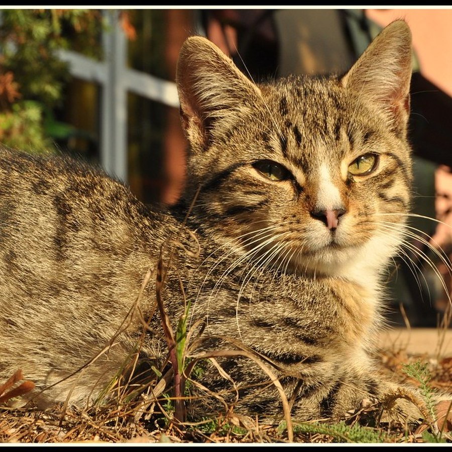 Clementine