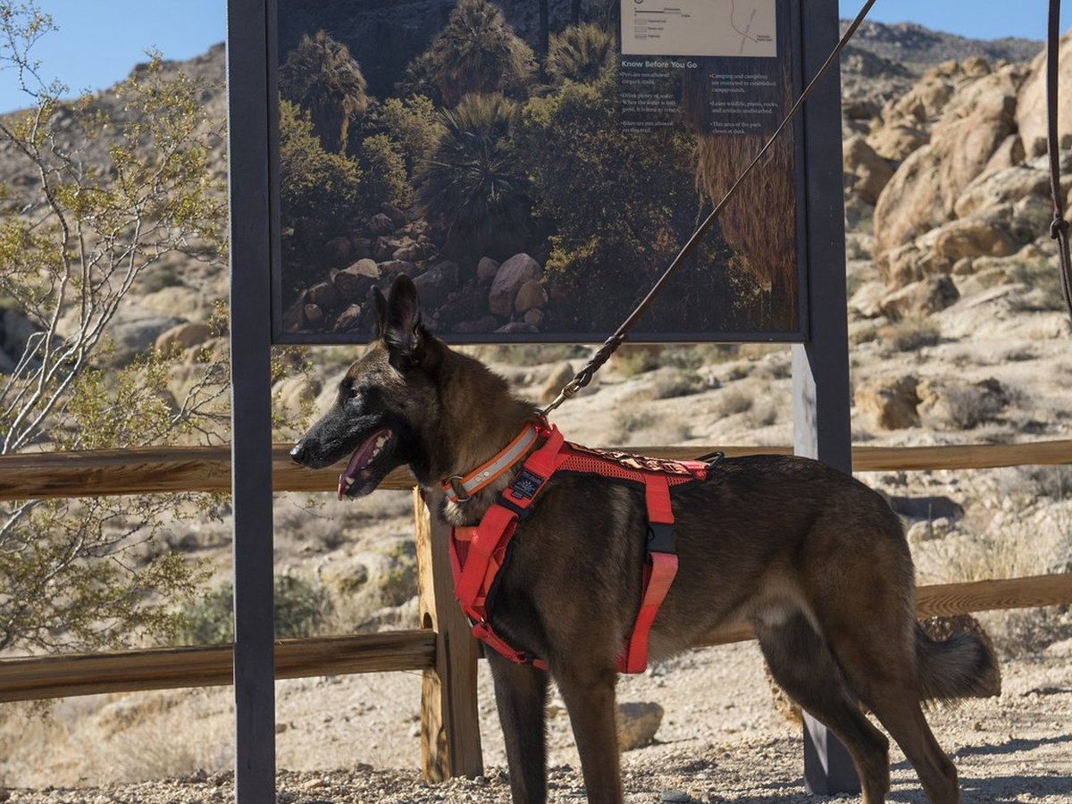 Volunteer with a foster dog