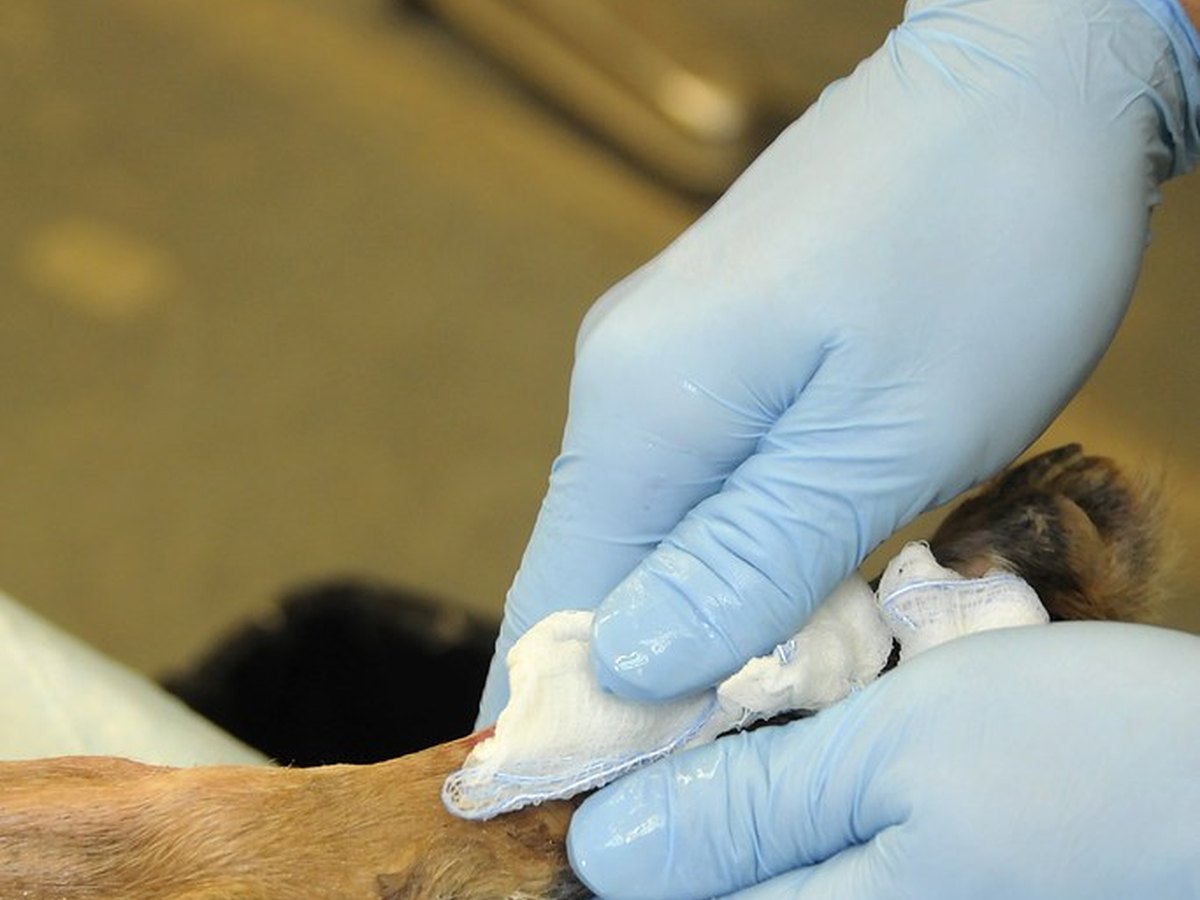 Free Community Vaccine Clinic Returns to Naperville