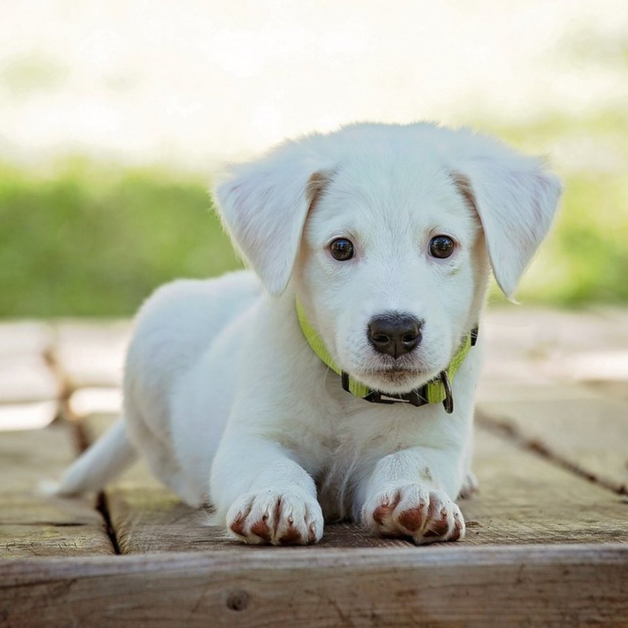 Puppy Meet & Greet