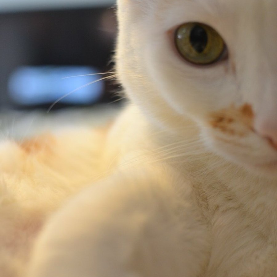 Pepper