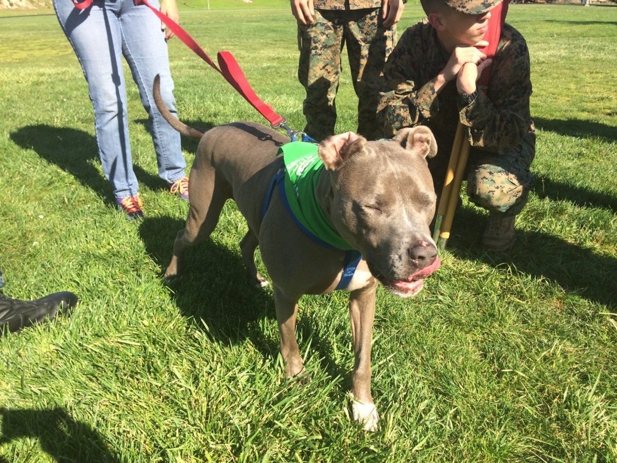 Find A Home Pet Rescue Places 100th Pet of the Year